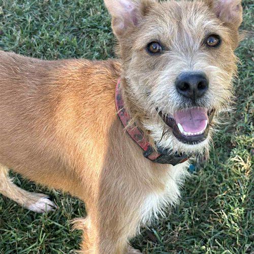 Enlarge Maisie, a Adoptable Terrier in Memphis, TN image 5/5