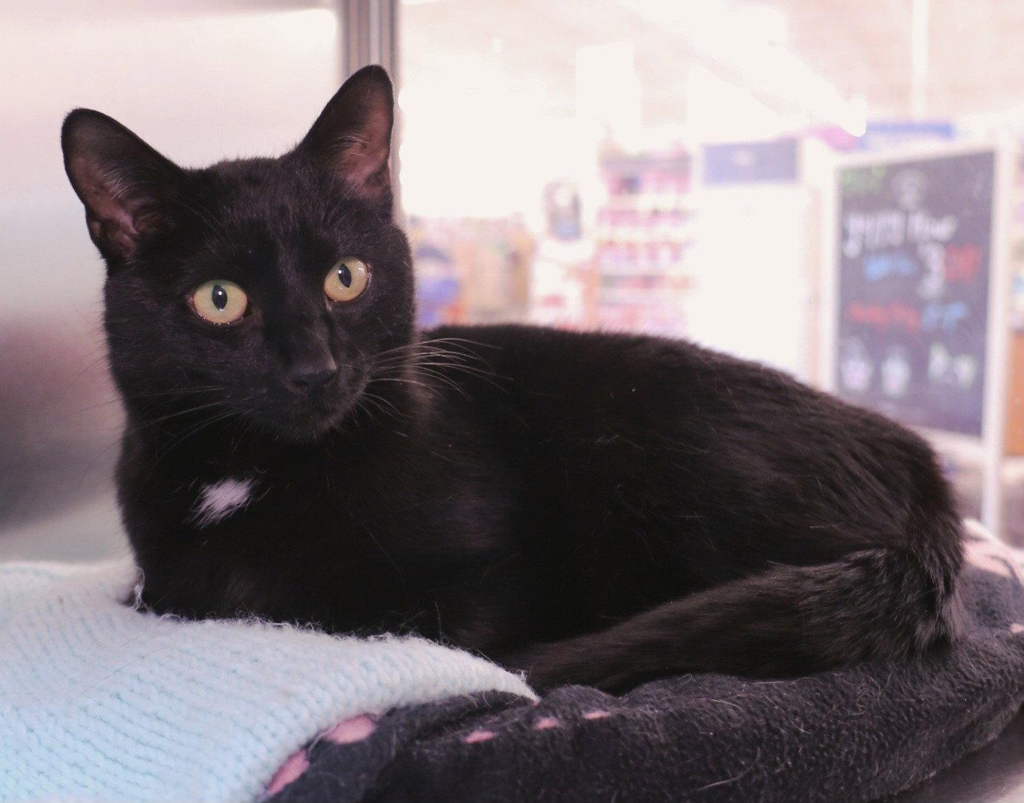 Avalon, Adoptable, Adult Female Domestic Short Hair.