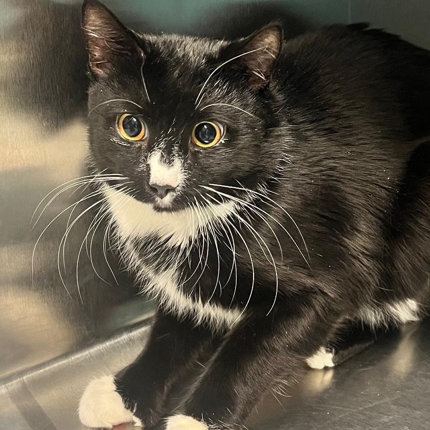 Enlarge Blake, an adopted Domestic Medium Hair in Scituate, MA image 2/2