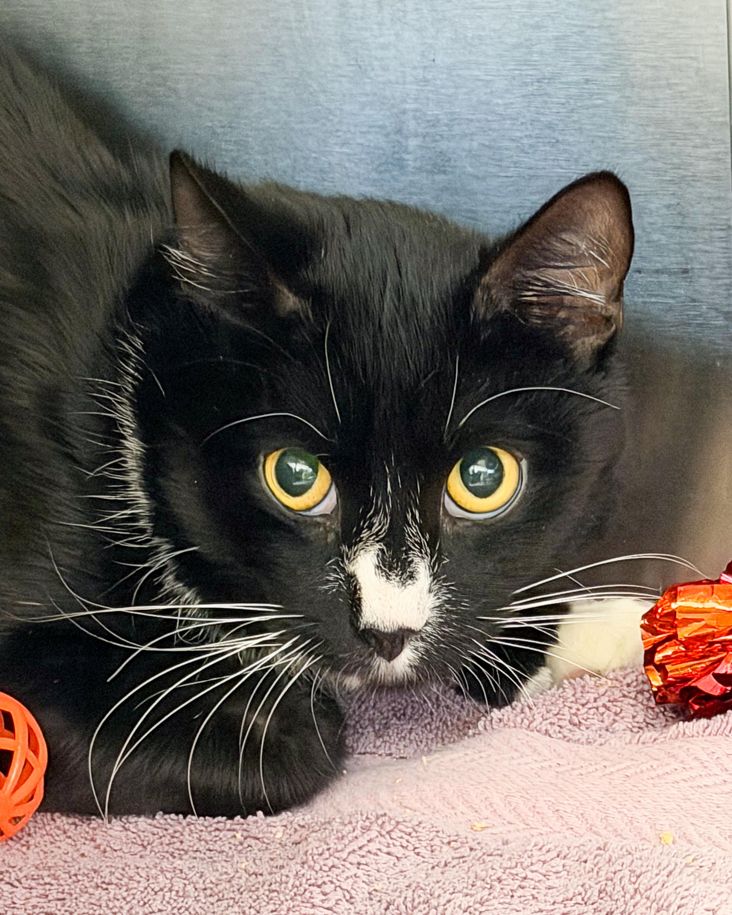 Blake, ADOPTABLE, Young Male Domestic Medium Hair.