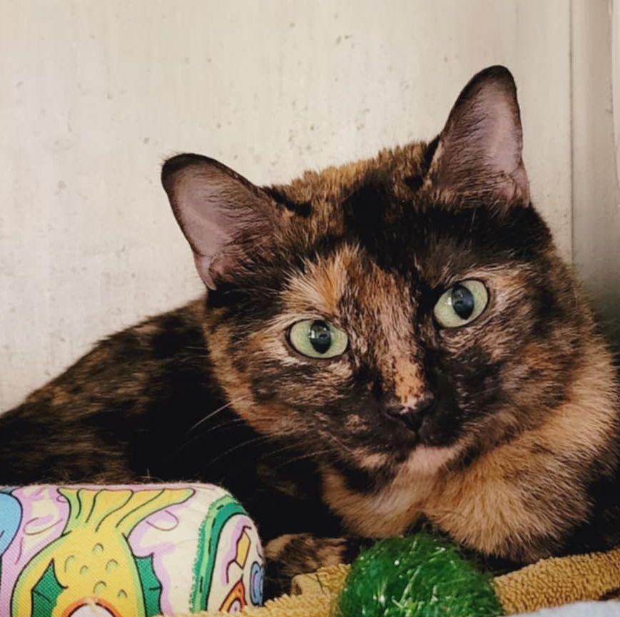 Truffles, Adult Female Tortoiseshell