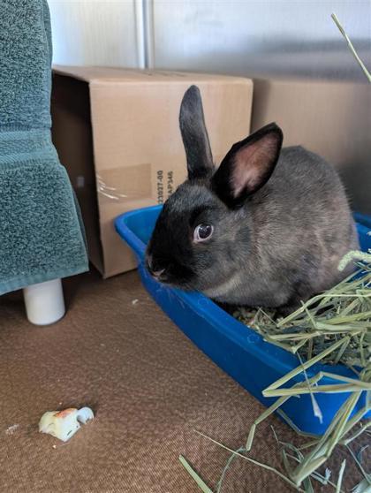 Sienna, Adoptable, Adult Female Bunny Rabbit & Bunny Rabbit.