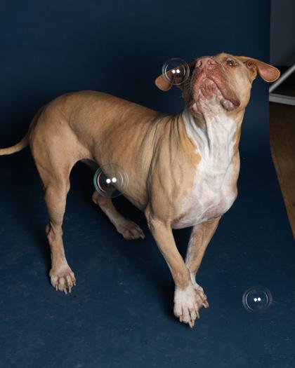 Lulu, Adoptable, Senior Female Mixed Breed & Mixed Breed.