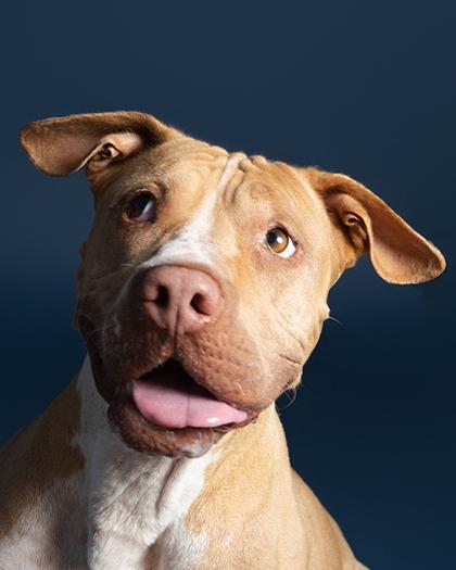 Enlarge Lulu, a Adoptable Mixed Breed in Leander, TX image 2/3