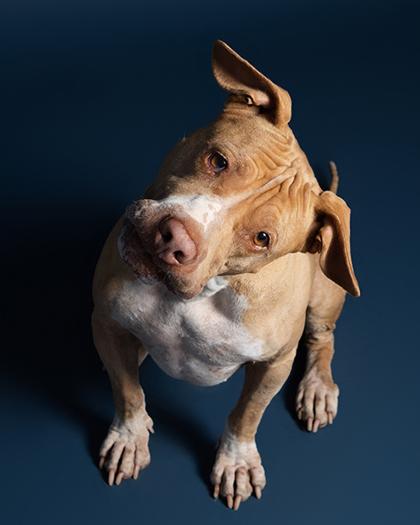 Enlarge Lulu, a Adoptable Mixed Breed in Leander, TX image 3/3