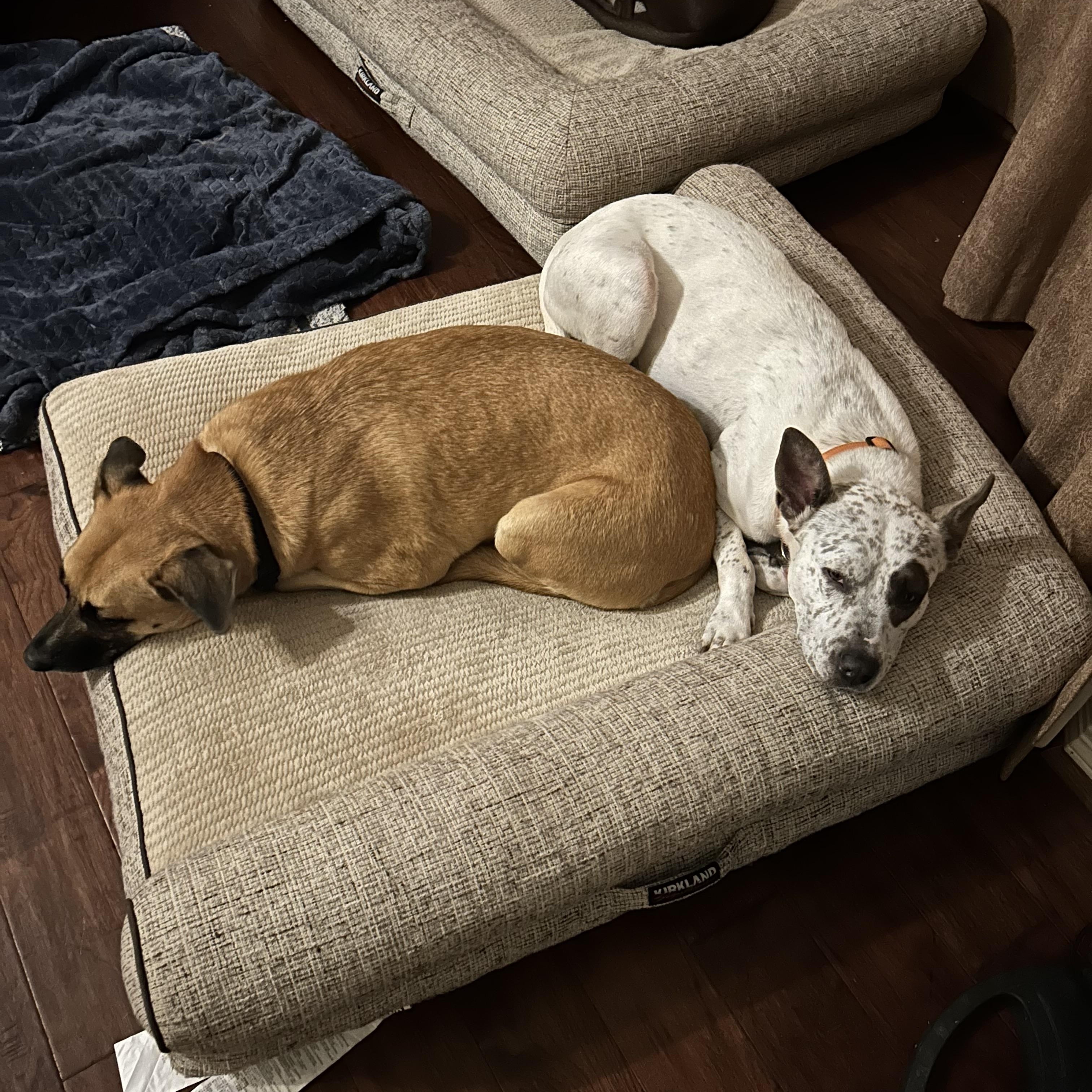 Enlarge Patches, a Adoptable mixed breed in Colorado Springs, CO image 5/5