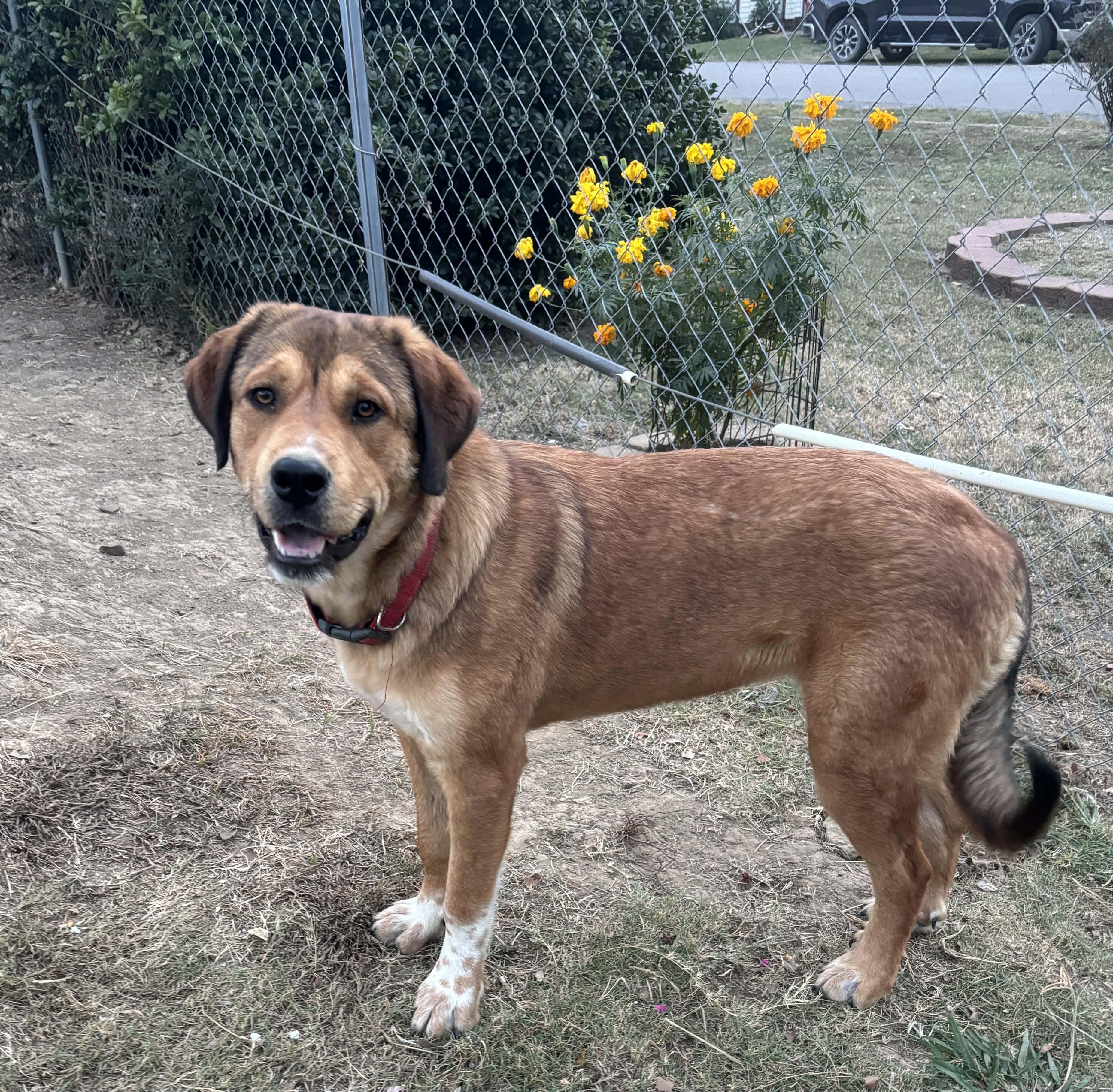 Jayleen, Adoptable, Young Female Mixed Breed.