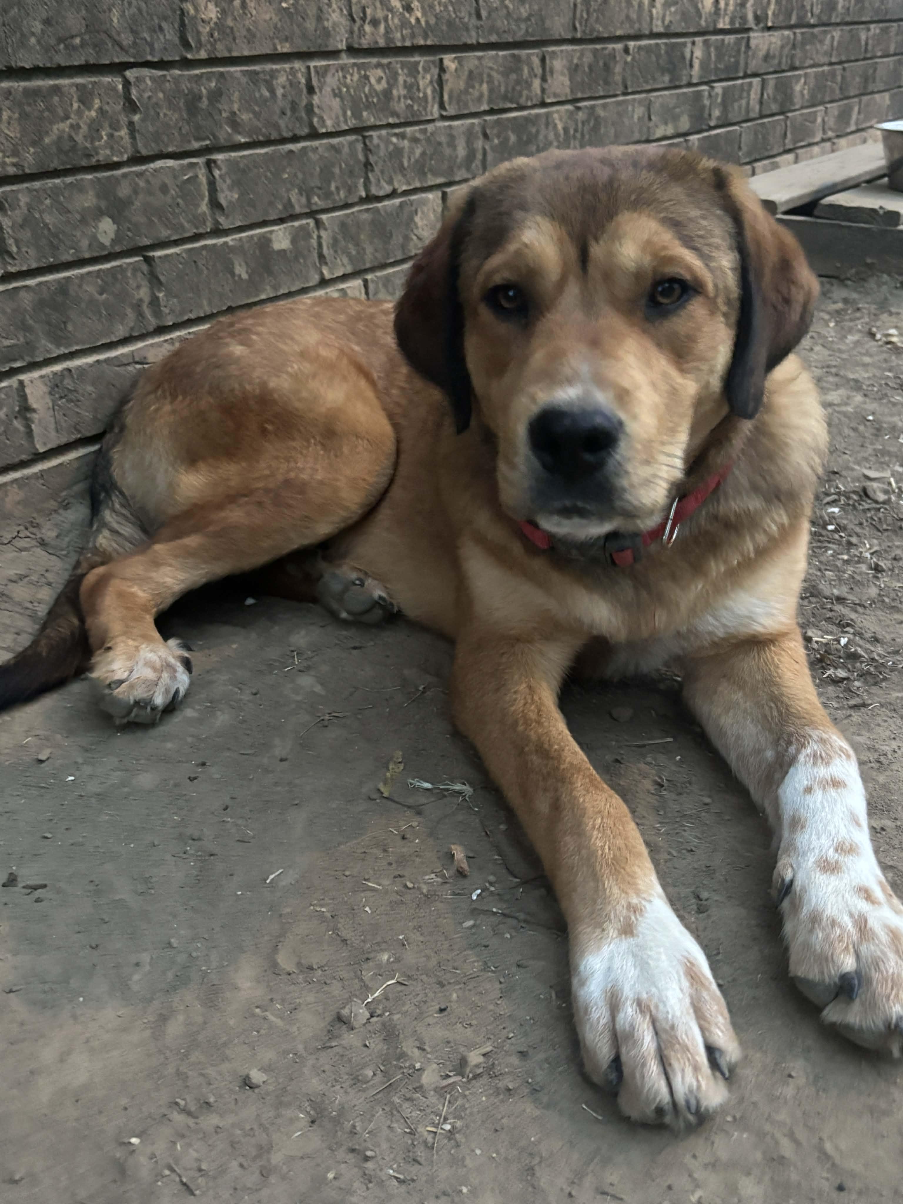 Enlarge Jayleen, a Adoptable mixed breed in Okemah, OK image 3/5