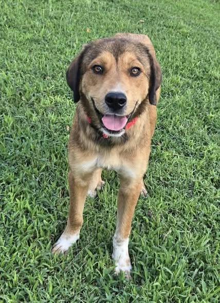 Enlarge Jayleen, a Adoptable mixed breed in Okemah, OK image 1/5