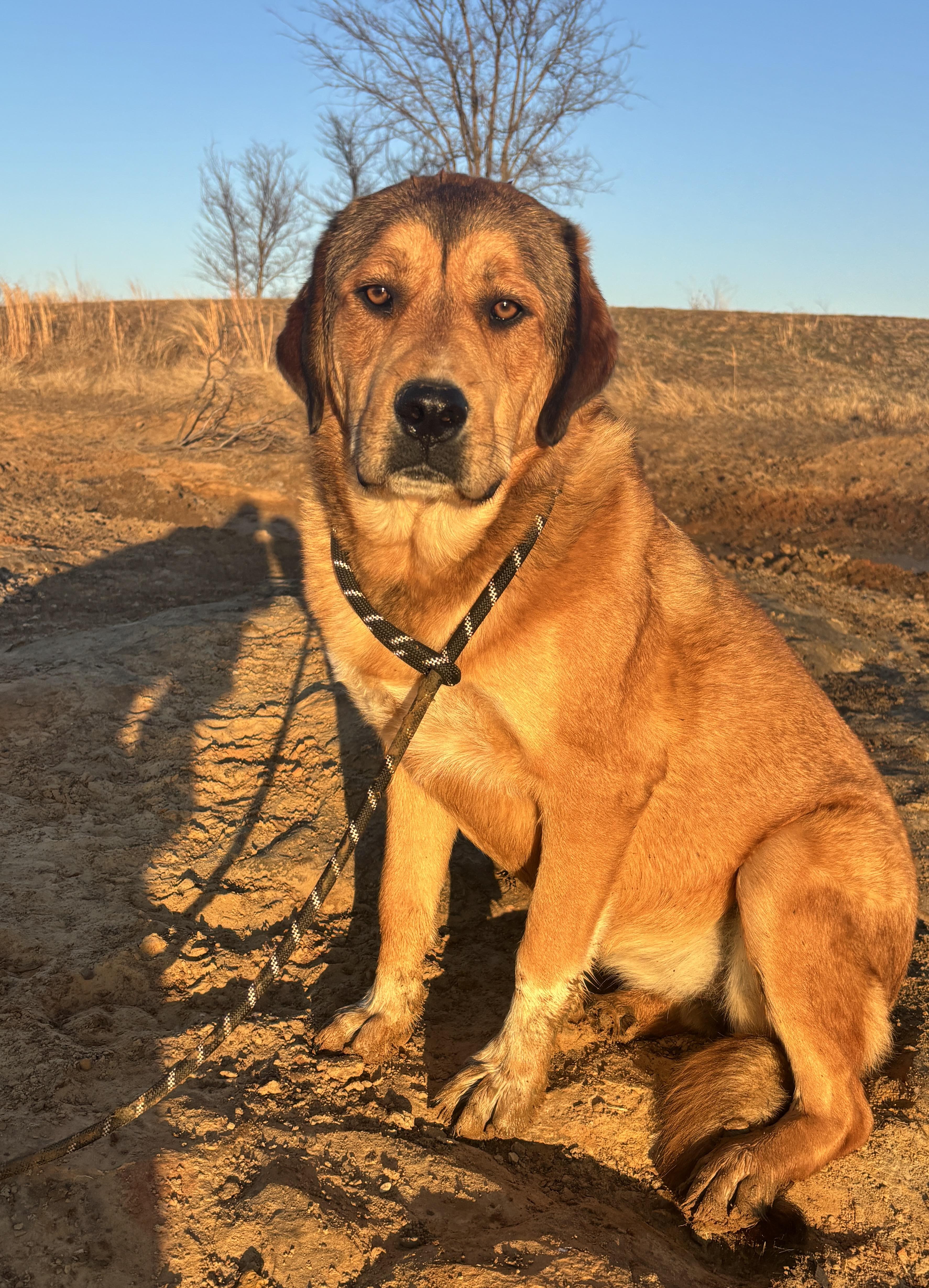 Jayleen, Adoptable, Young Female Mixed Breed.