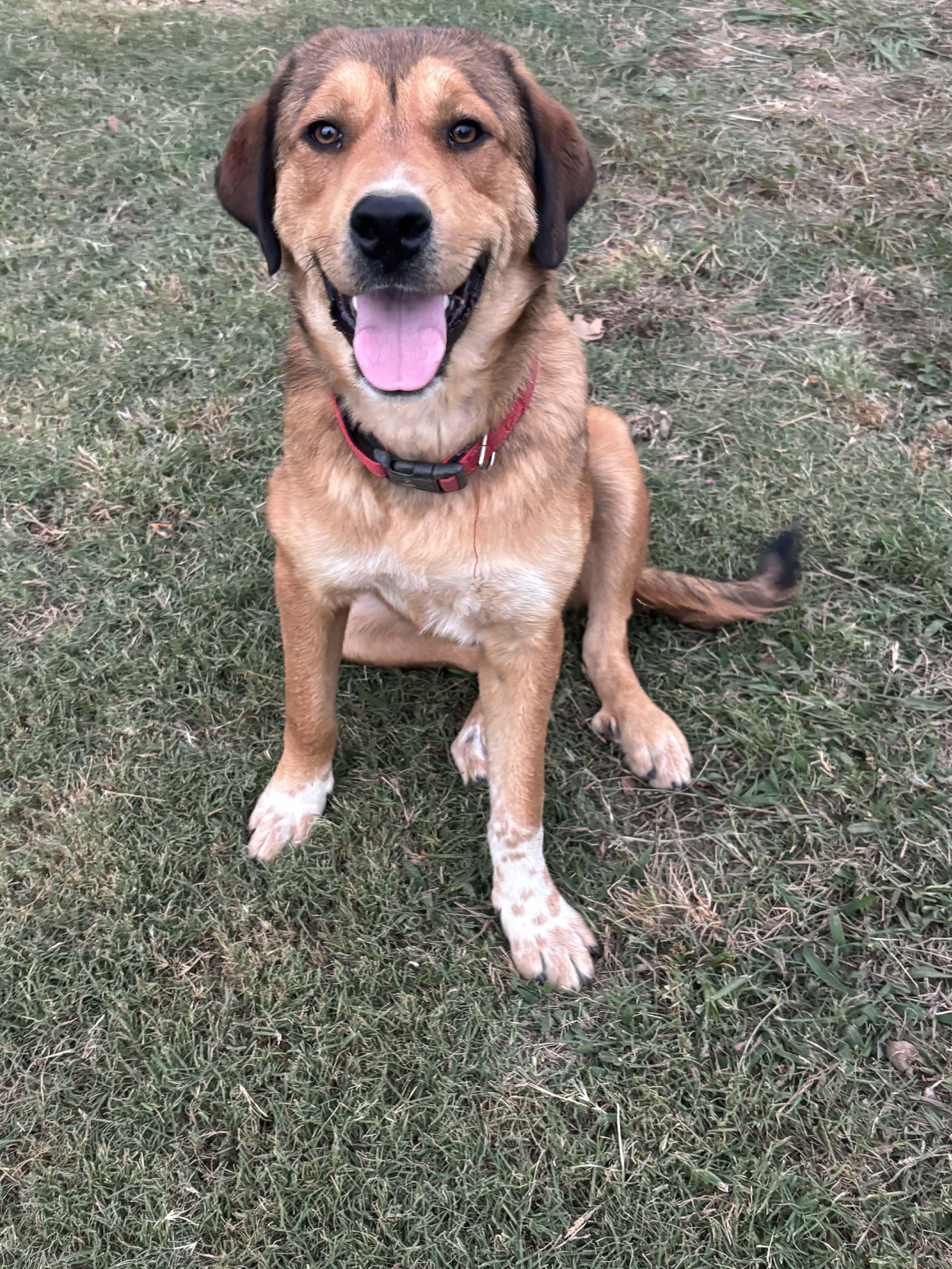 Enlarge Jayleen, a Adoptable mixed breed in Okemah, OK image 4/5