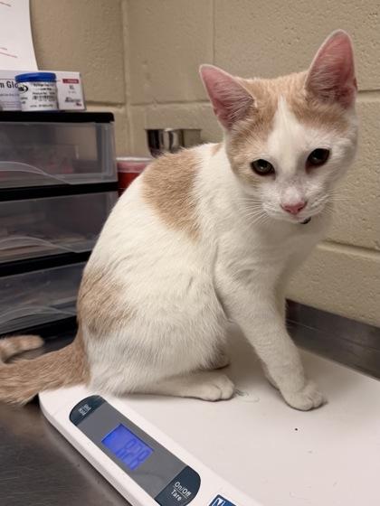 Enlarge Cattuccino, a Adoptable mixed breed in Irving, TX image 1/1