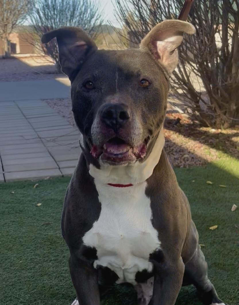 Enlarge Cash, a ADOPTABLE mixed breed in Payson, AZ image 5/5