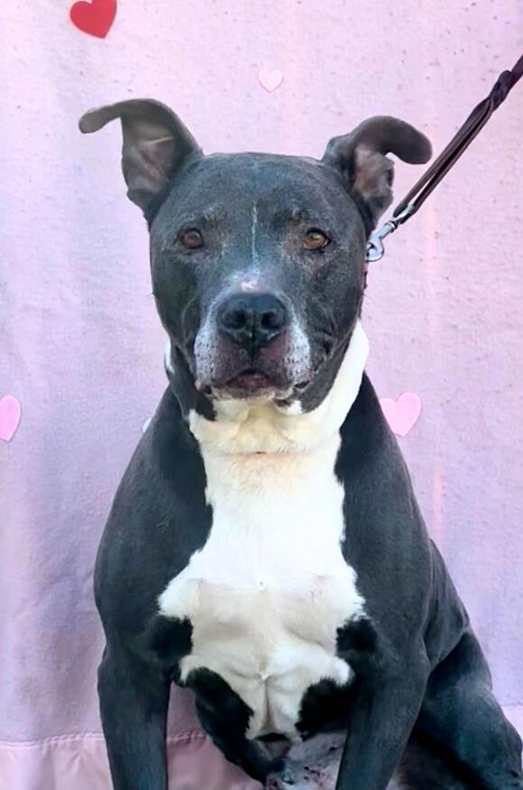 Enlarge Cash, a ADOPTABLE mixed breed in Payson, AZ image 1/5