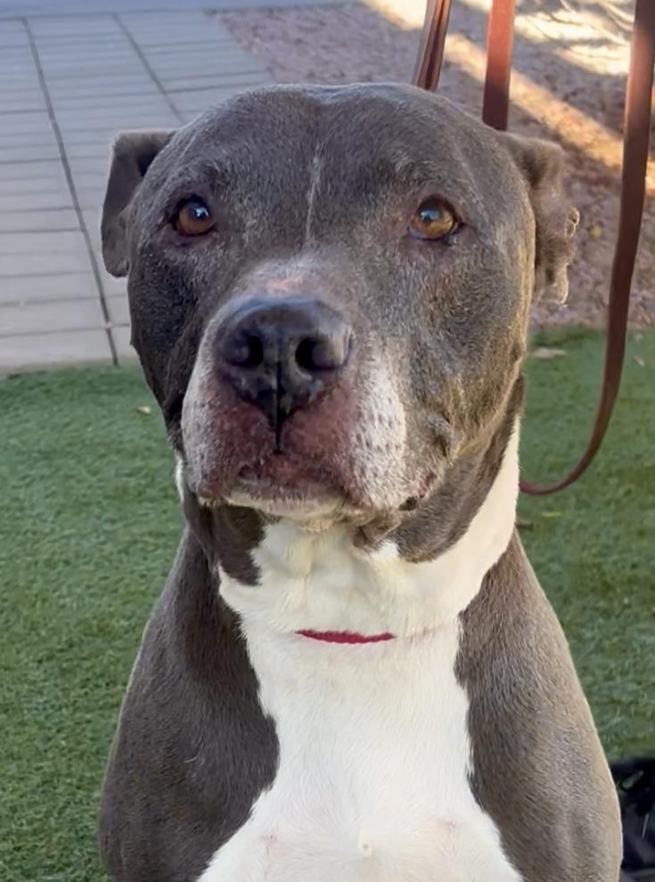 Enlarge Cash, a ADOPTABLE mixed breed in Payson, AZ image 4/5