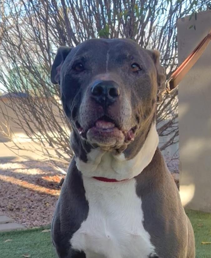 Enlarge Cash, a ADOPTABLE mixed breed in Payson, AZ image 3/5