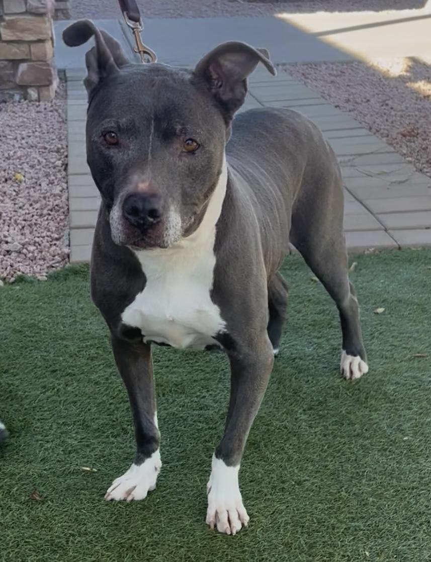 Enlarge Cash, a ADOPTABLE mixed breed in Payson, AZ image 2/5