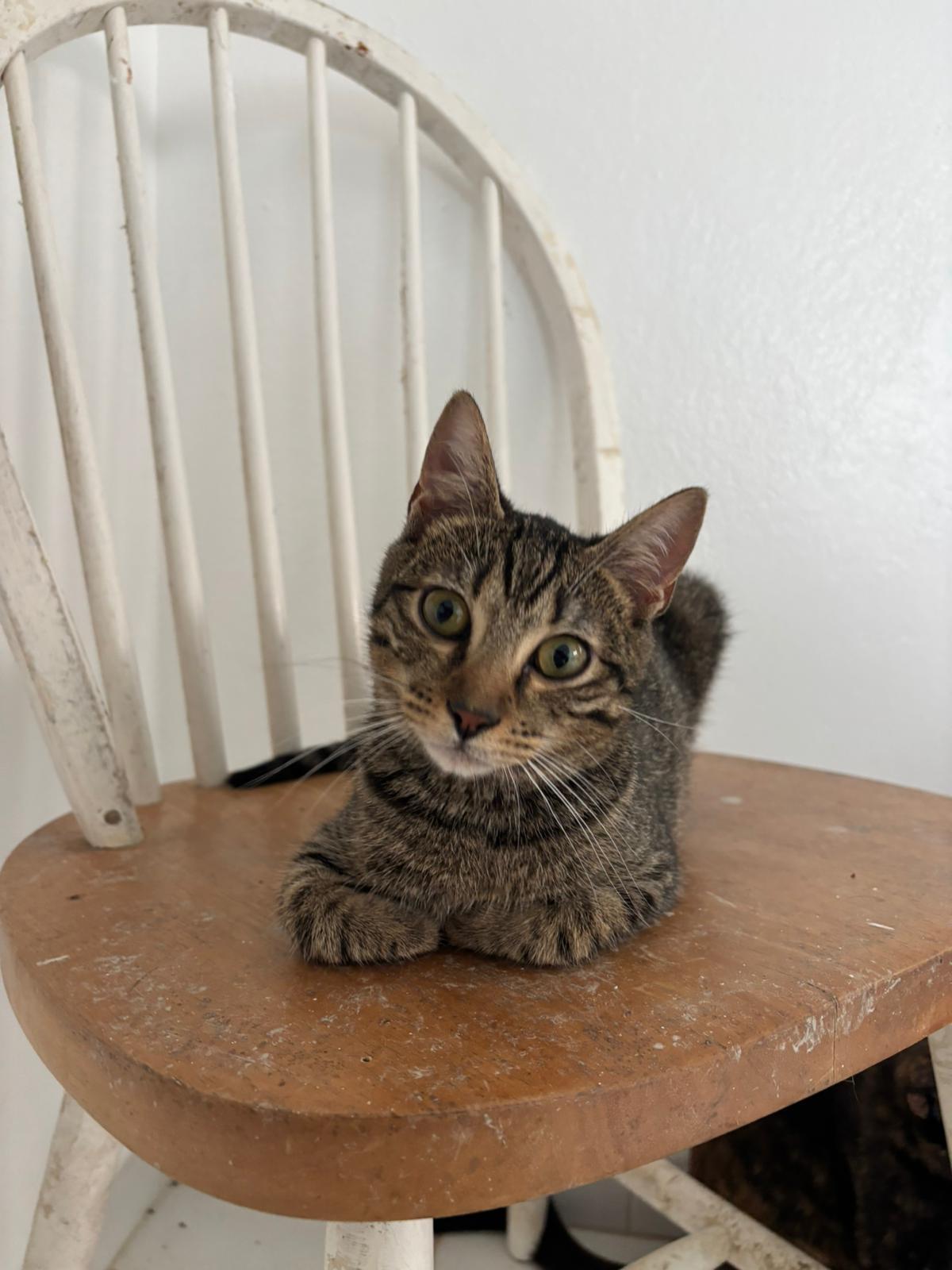 Frida, an adoptable Domestic Short Hair in San Juan, PR_image-1