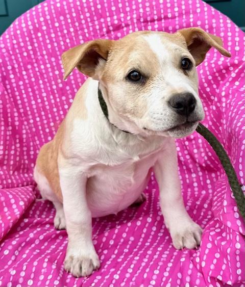 Gin Spirits thumbnail 3