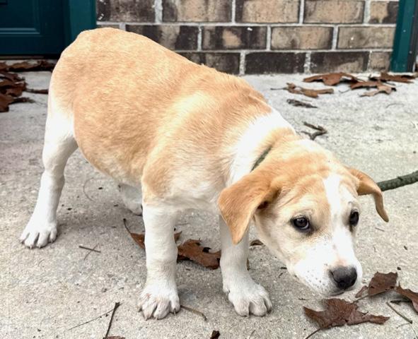 Gin Spirits thumbnail 4