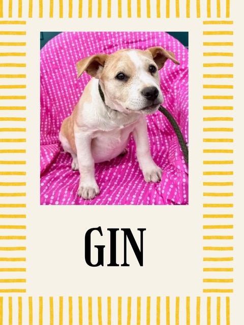 Gin Spirits thumbnail 6