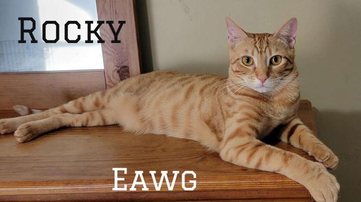 Rocky Herman, Adoptable, Young Male American Shorthair & Tabby.