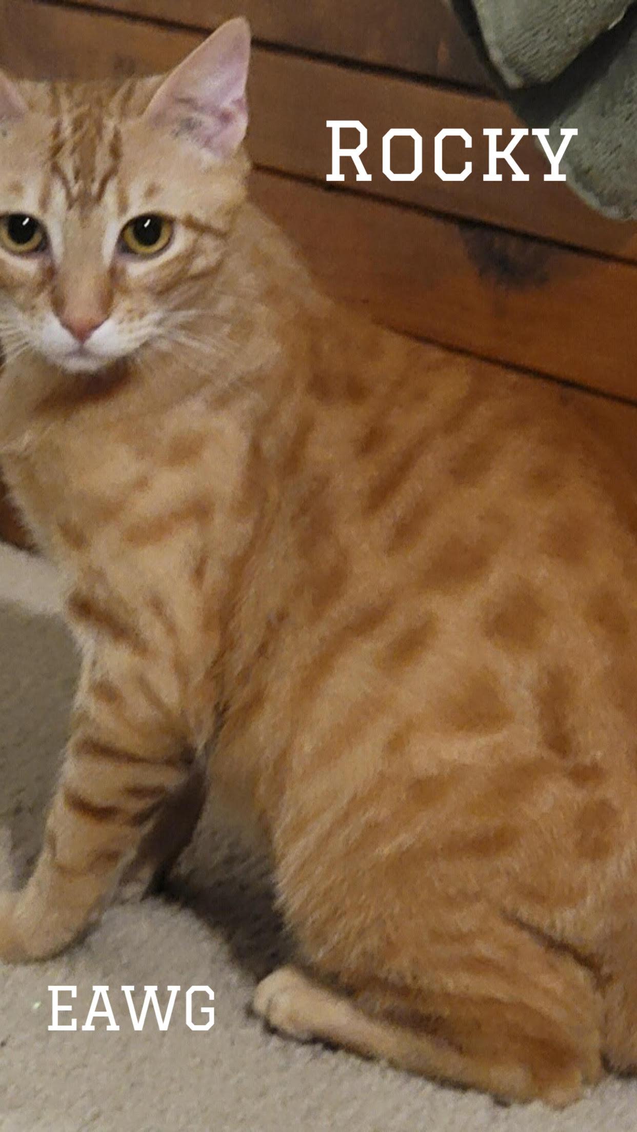 Rocky Herman, a Adoptable mixed breed in Pensacola, FL image 2/3