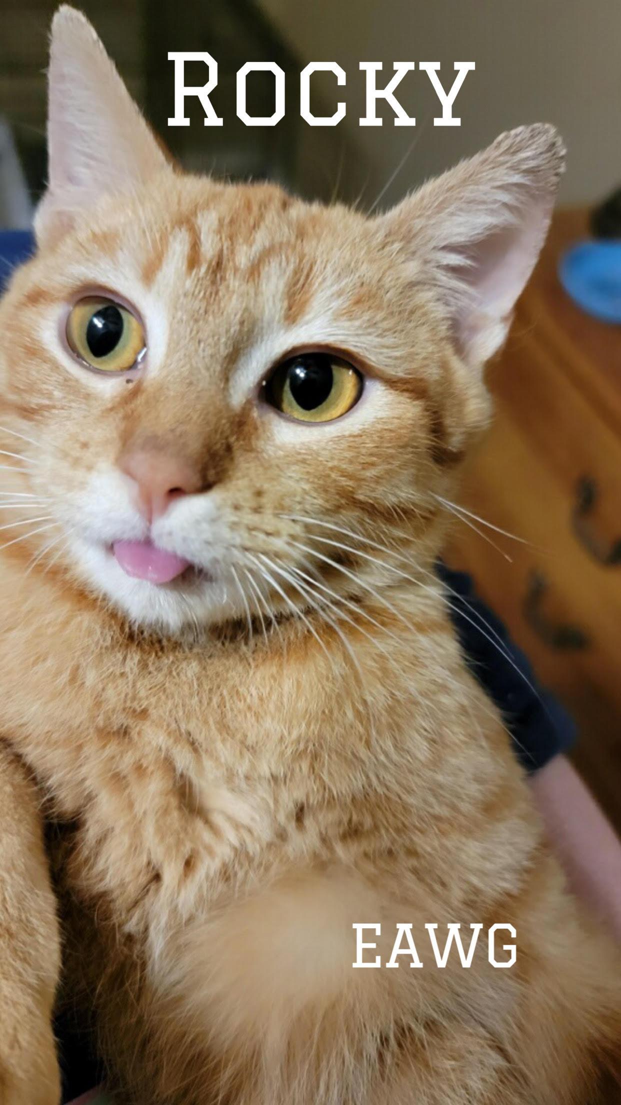 Rocky Herman, a Adoptable mixed breed in Pensacola, FL image 3/3