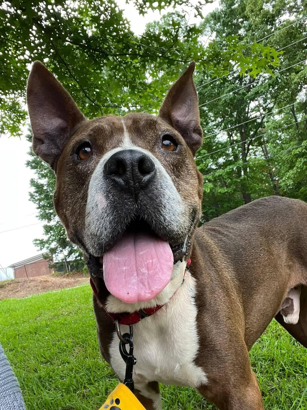 Enlarge Bernie, a Adoptable mixed breed in Buford, GA image 1/6