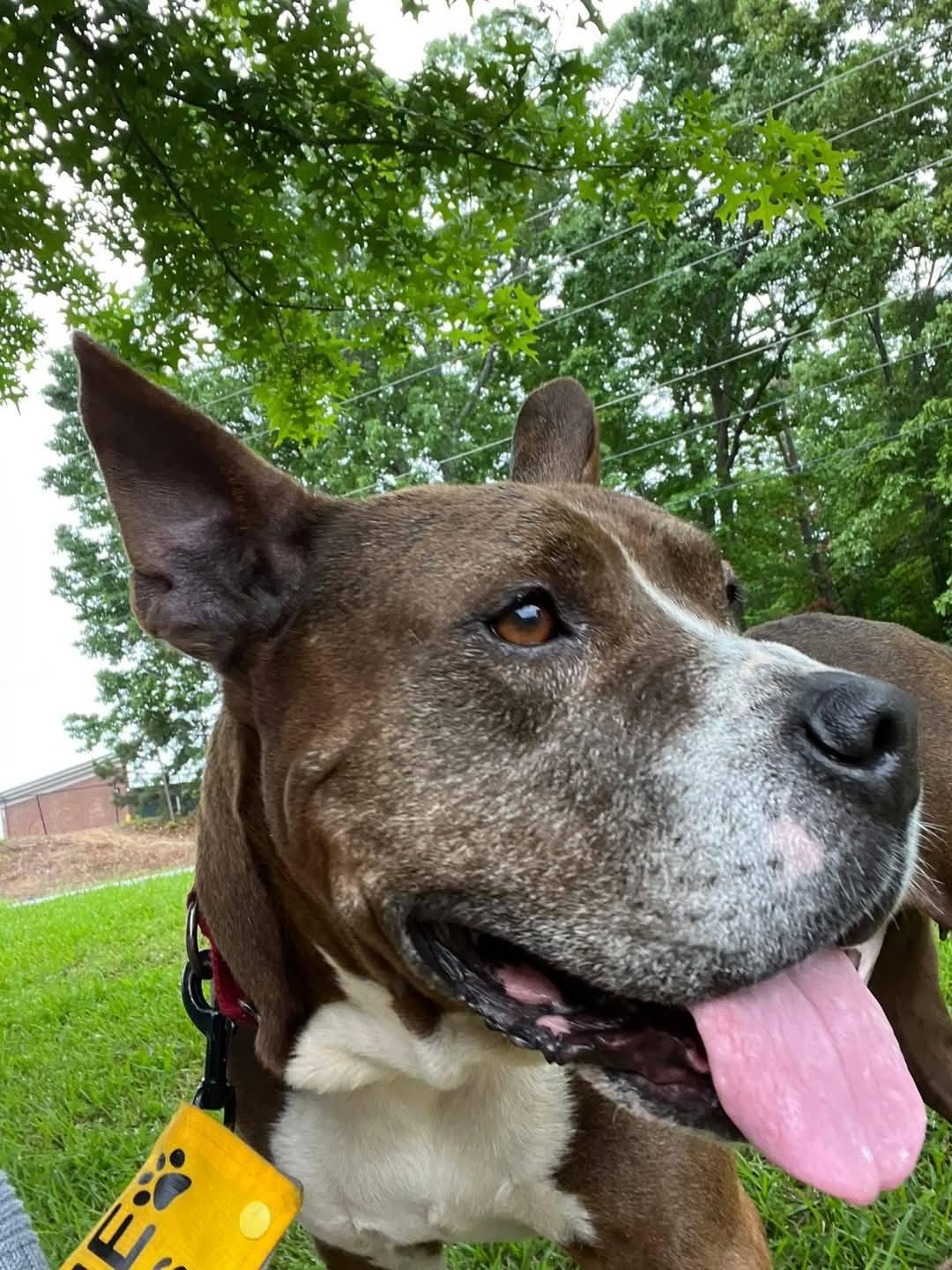 Enlarge Bernie, a Adoptable mixed breed in Buford, GA image 2/6