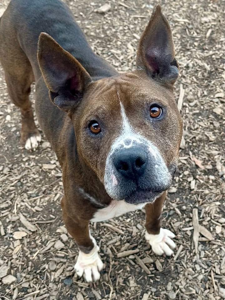 Enlarge Bernie, a Adoptable mixed breed in Buford, GA image 4/6