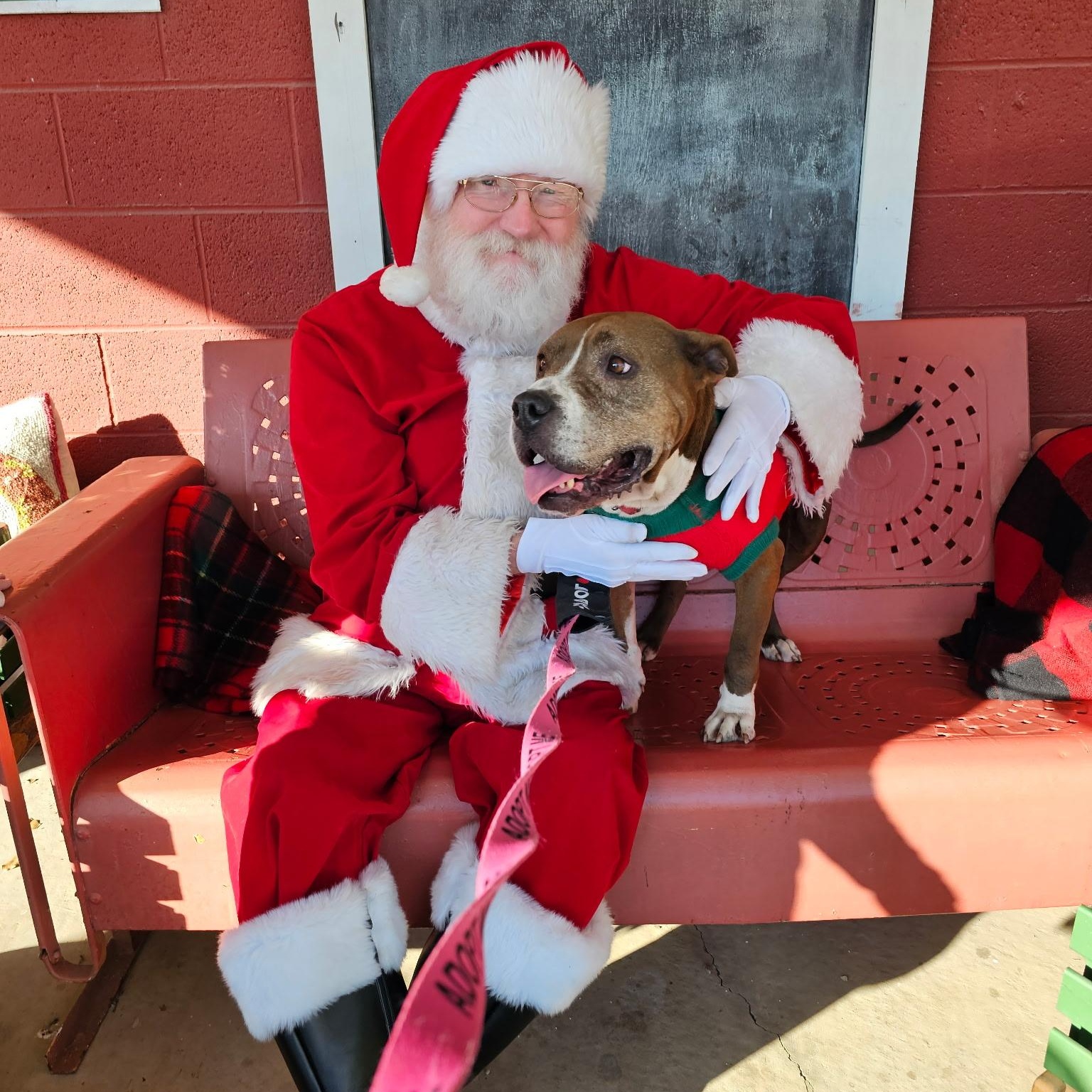 Enlarge Bernie -Big ol' Happy Boy!, a Adoptable mixed breed in Buford, GA image 1/6