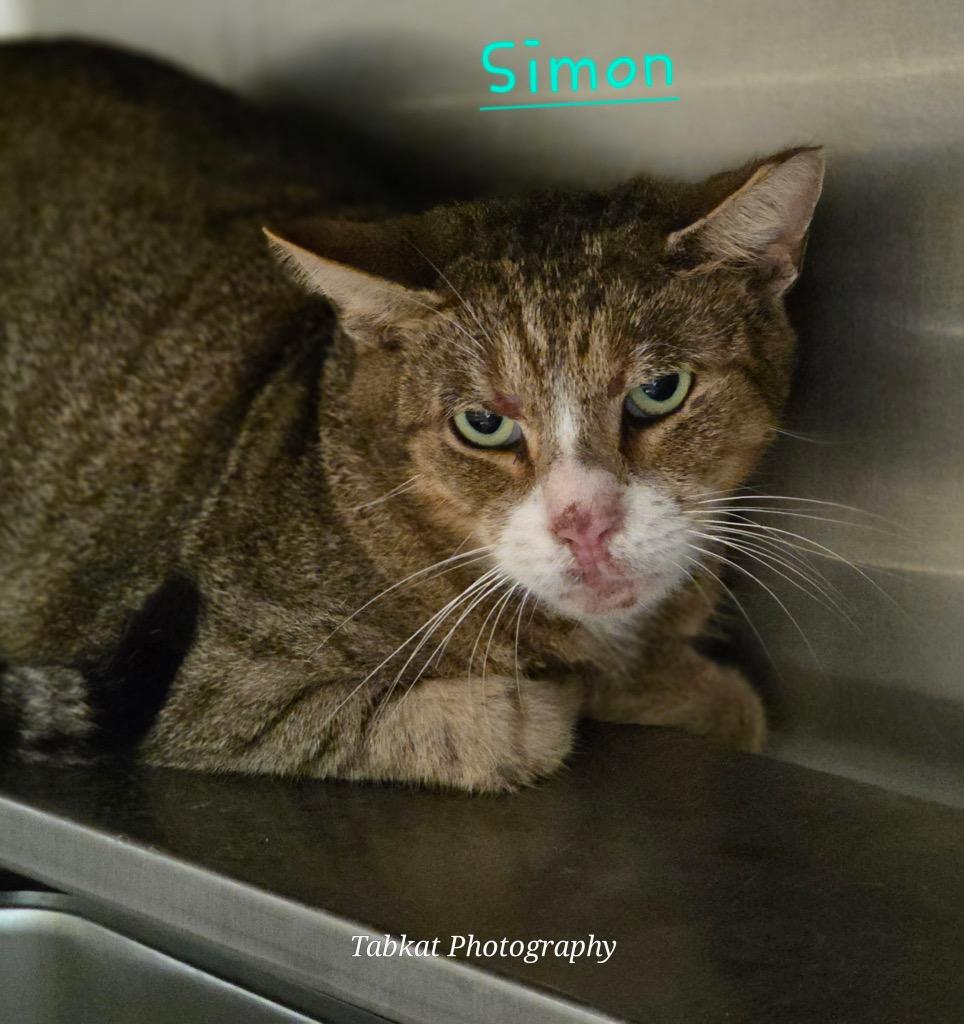 Simon, Adoptable, Adult Male Domestic Short Hair.