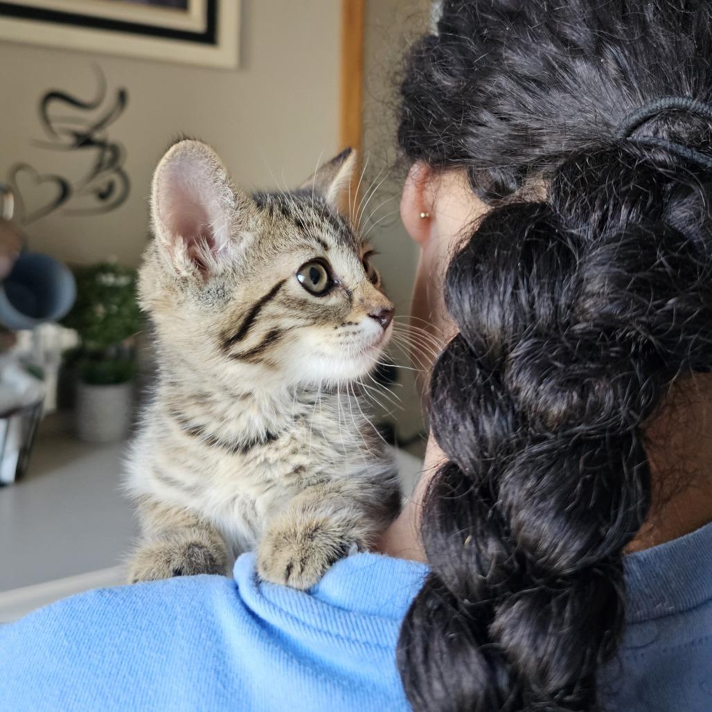 Enlarge Aphrodite, a Adoptable Domestic Short Hair in Alma, WI image 1/6