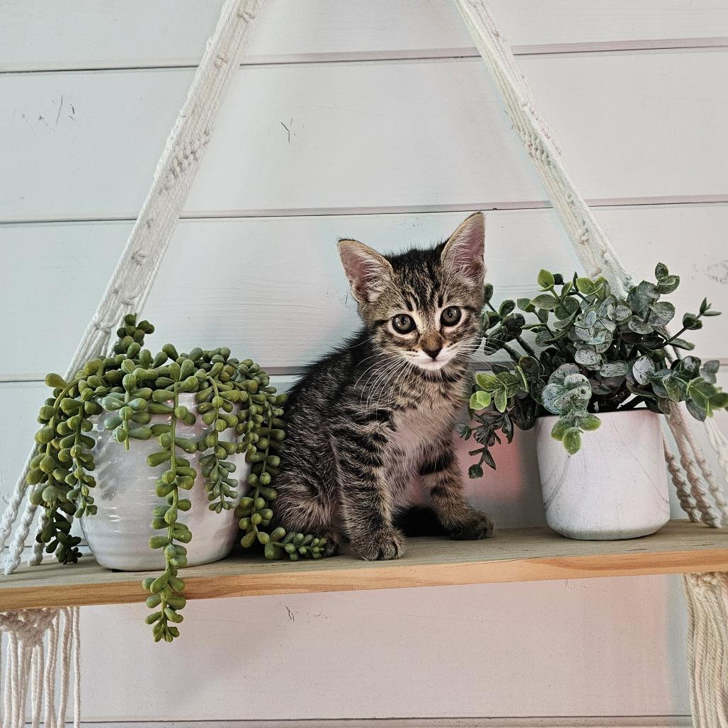 Enlarge Aphrodite, a Adoptable Domestic Short Hair in Alma, WI image 3/6