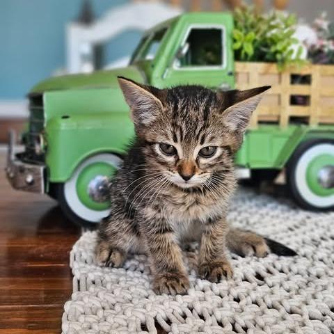 Enlarge Aphrodite, a Adoptable Domestic Short Hair in Alma, WI image 5/6