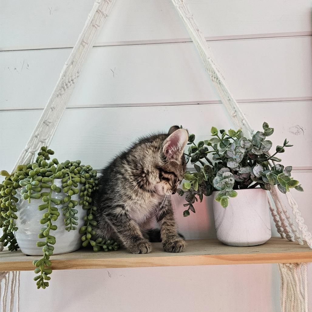 Enlarge Aphrodite, a Adoptable Domestic Short Hair in Alma, WI image 6/6