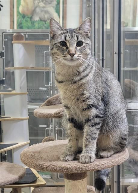 Enlarge SKYLER, a Adoptable Domestic Medium Hair in Saint Peters, MO image 1/1