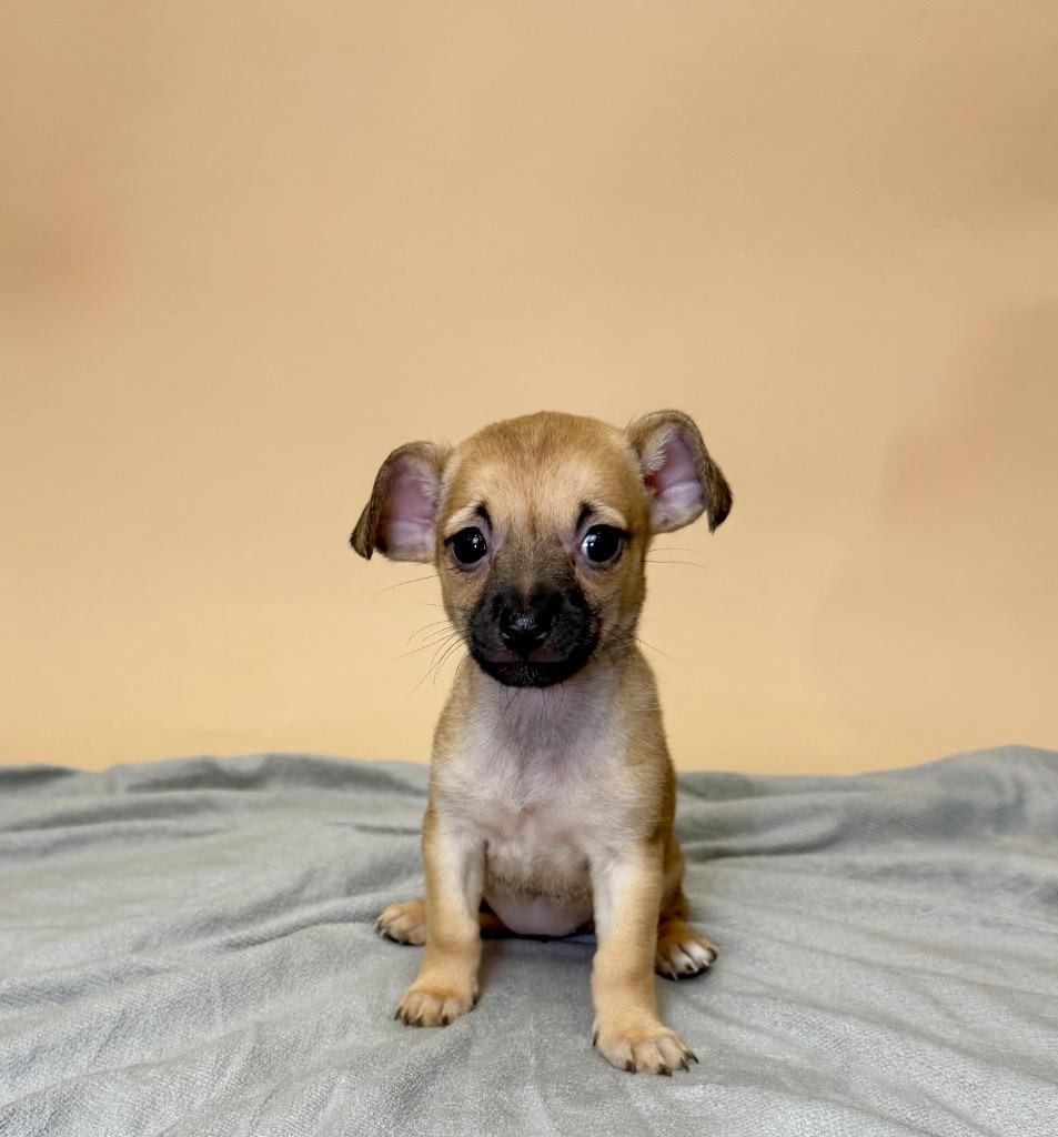 Gazelle, Adoptable, Puppy Female Chihuahua.