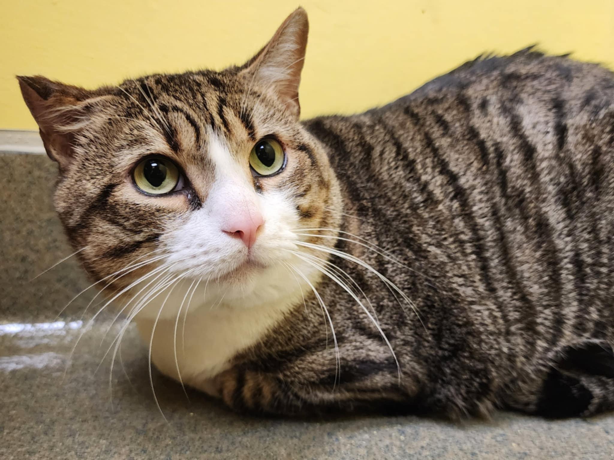 Enlarge LINUS, a ADOPTABLE Domestic Short Hair in Manassas, VA image 1/2