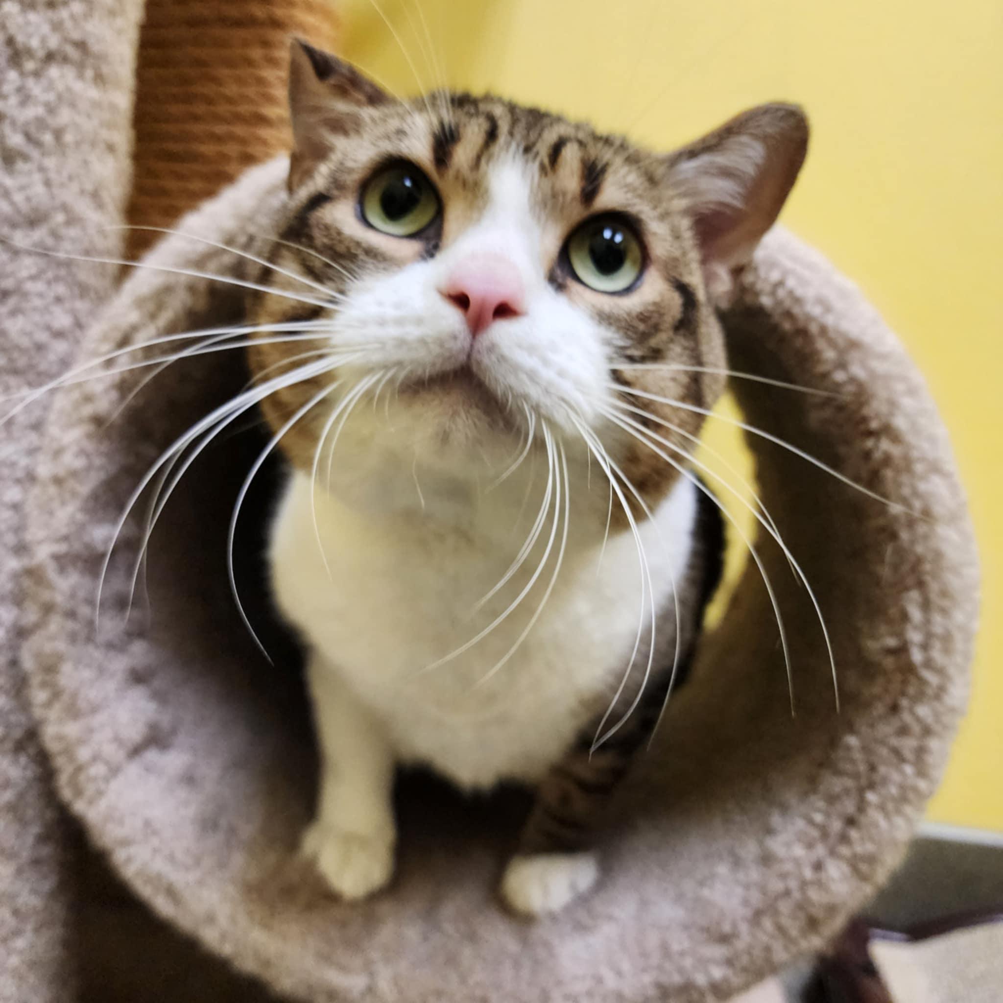 Enlarge LINUS, a ADOPTABLE Domestic Short Hair in Manassas, VA image 2/2