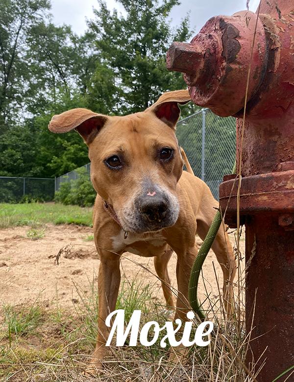 Enlarge Moxie, a Adoptable mixed breed in Manistee, MI image 1/2