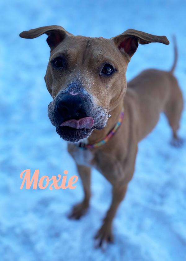 Enlarge Moxie, a Adoptable mixed breed in Manistee, MI image 2/2