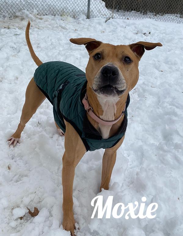 Moxie, a Adoptable mixed breed in Manistee, MI image 1/2