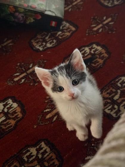 Gorgonzola, Adoptable, Kitten Male Domestic Short Hair & Domestic Short Hair.