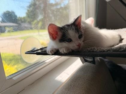Gorgonzola, a Adoptable mixed breed in Columbus, IN image 2/3