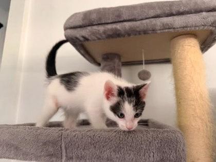Gorgonzola, a Adoptable mixed breed in Columbus, IN image 3/3