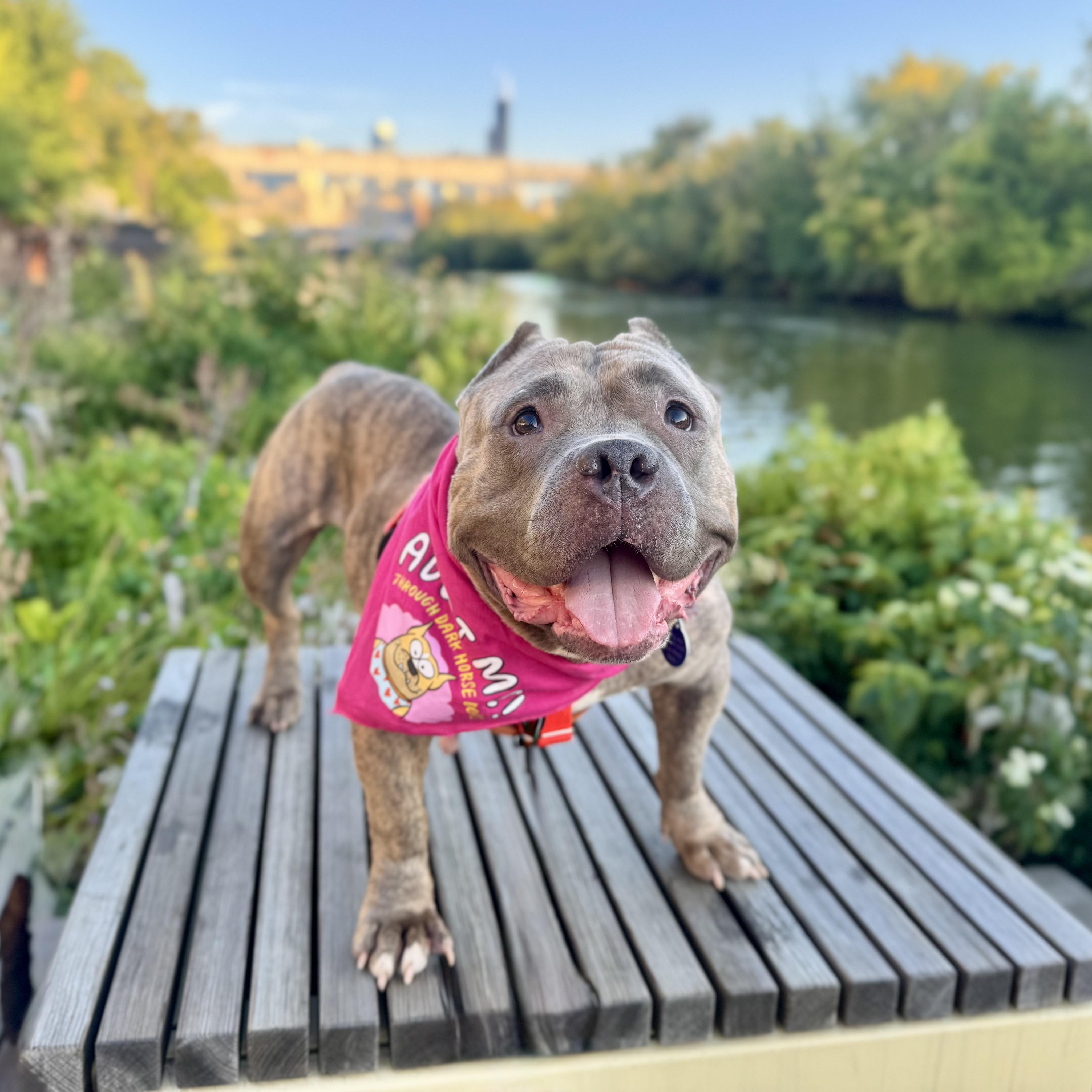 Meredith, a Adoptable Pit Bull Terrier in Chicago, IL image 1/6