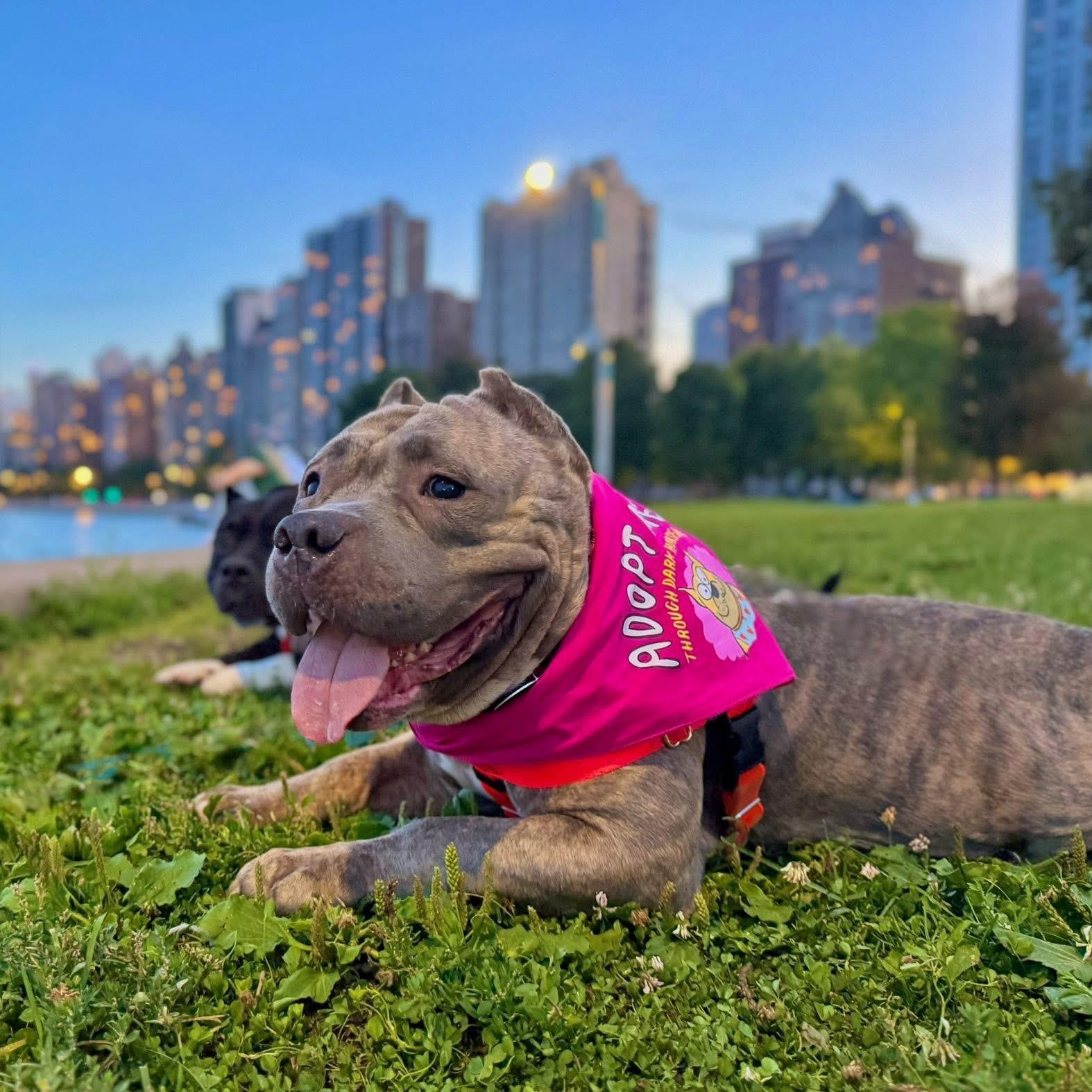 Meredith, a Adoptable Pit Bull Terrier in Chicago, IL image 3/6
