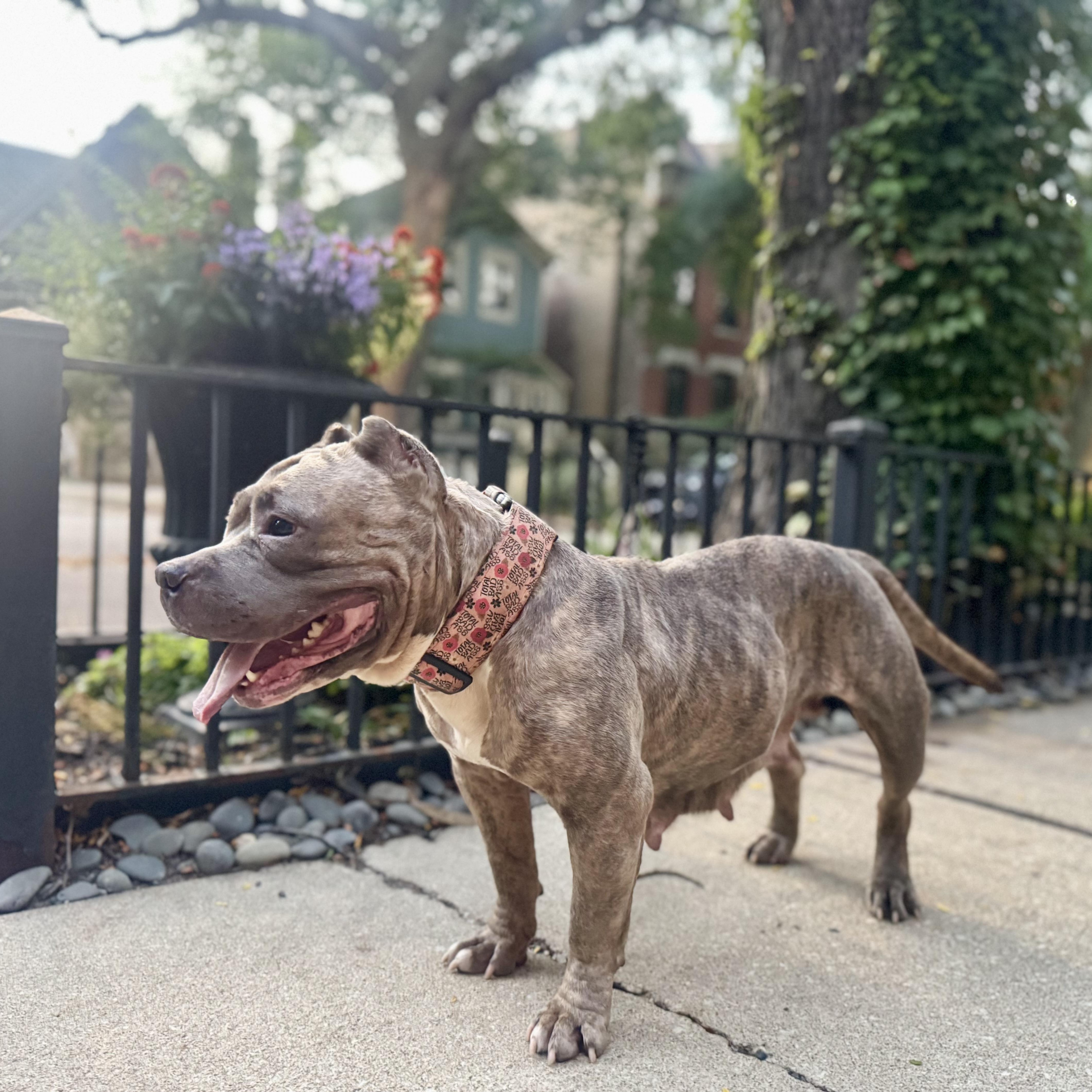 Meredith, a Adoptable Pit Bull Terrier in Chicago, IL image 4/6
